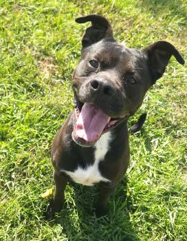 Rescue Cane Corso and Pit Bull Terrier Dogs for Adoption in Berea, Kentucky - Cash | PetCurious
