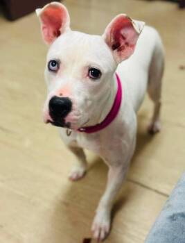 Cool Whip -  Mixed Breed Dog for Adoption in West Chester, Pennsylvania - Cool Whip | PetCurious