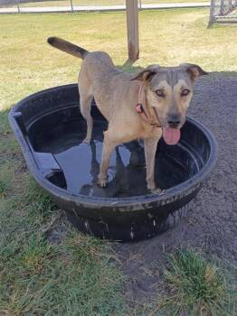 DOG 16 -  German Shepherd Dog and Mixed Breed Dog for Adoption in Corpus Christi, Texas - DOG 16 | PetCurious