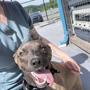 Mixed Breed Dogs Available for Adoption in Marion, North Carolina - Hyena | PetCurious