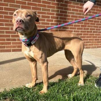 Indy -  Pit Bull Terrier and Mixed Breed Dog for Adoption in Lyndhurst, Virginia - Indy | PetCurious