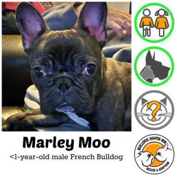 French Bulldog Dogs Available for Adoption in Bonney Lake, Washington - MARLEY MOO | PetCurious