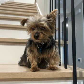 Yorkshire Terrier Dogs Available for Adoption in Chicago, Illinois - Punky | PetCurious