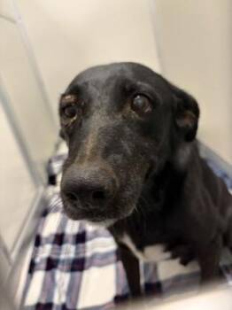 Peck -  Labrador Retriever and Mixed Breed Dog for Adoption in Fresno, California - Peck | PetCurious