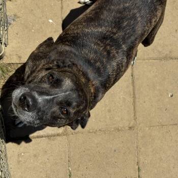 Mixed Breed Dogs Available for Adoption in Tullahoma, Tennessee - Sgt. Major | PetCurious