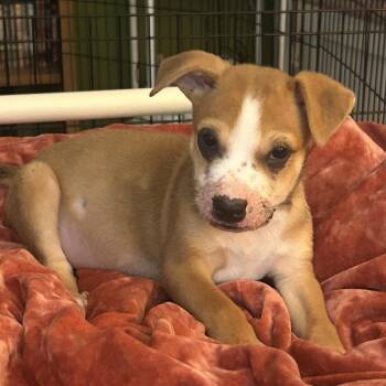 Perry *Avail by Appt* -  Mixed Breed Dog for Adoption in Kennebunk, Maine - Perry *Avail By Appt* | PetCurious