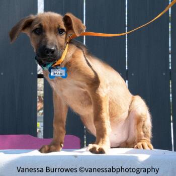 Shepherd Dogs Available for Adoption in Wake Forest, North Carolina - Brain | PetCurious