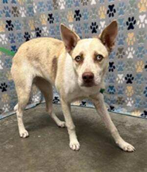 MERIDETH -  Carolina Dog and Mixed Breed Dog for Adoption in Rosenberg, Texas - MERIDETH | PetCurious