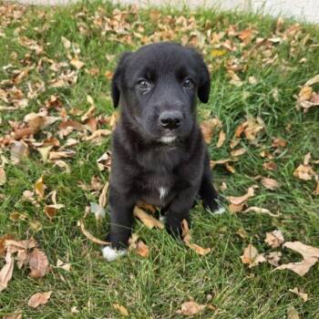 Valley -  Mixed Breed Dog for Adoption in Saskatoon, Saskatchewan - Valley | PetCurious