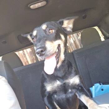 Rescue Mixed Breed Dogs for Adoption in Waggaman, Louisiana - Fancy Nancy | PetCurious