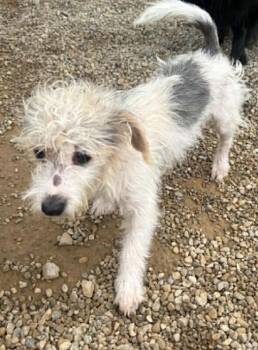 Huey -  Terrier and Mixed Breed Dog for Adoption in Georgetown, Ohio - Huey | PetCurious
