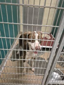 ZELDA -  Pointer and Mixed Breed Dog for Adoption in Texas City, Texas - ZELDA | PetCurious
