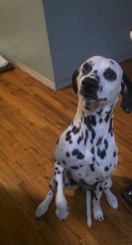 Dalmatian Dogs Available for Adoption in Caguas, Caguas - Dasha  | PetCurious
