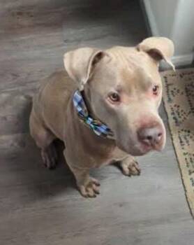 Rescue Pit Bull Terrier Dogs for Adoption in Houston, Texas - Matthew | PetCurious