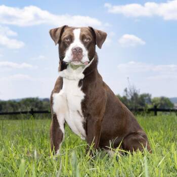 Flapjack -  Mixed Breed Dog for Adoption in Franklin, Tennessee - Flapjack | PetCurious