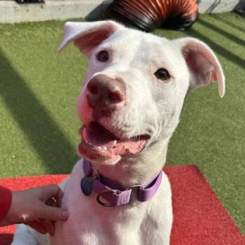 Casper -  Pit Bull Terrier and Mixed Breed Dog for Adoption in Bellevue, Washington - Casper | PetCurious
