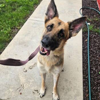 Roxie -  German Shepherd Dog Dog for Adoption in Champaign, Illinois - Roxie | PetCurious