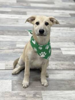 Maddy -  Shepherd Dog for Adoption in Millcreek, Utah - Maddy | PetCurious