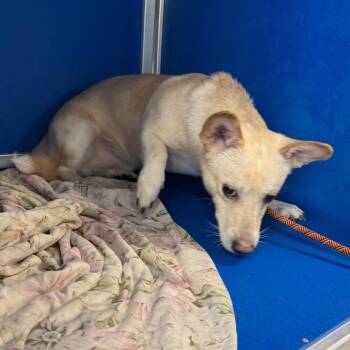 Stuart -  Mixed Breed Dog for Adoption in Las Cruces, New Mexico - Stuart | PetCurious