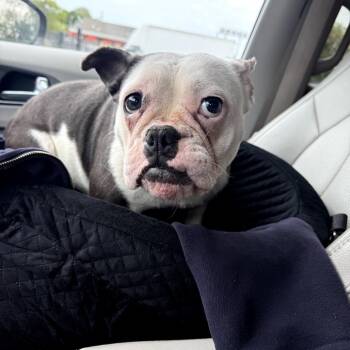 English Bulldog Dogs Available for Adoption in Medford Lakes, New Jersey - Babybel | PetCurious
