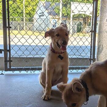Jenni -  Shepherd and Mixed Breed Dog for Adoption in Tulsa, Oklahoma - Jenni | PetCurious