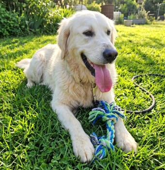 Golden Retriever Dogs Available for Adoption in Crown Point, Indiana - Rosie | PetCurious
