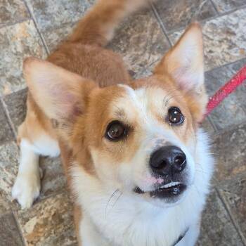 Todd -  Cardigan Welsh Corgi Dog for Adoption in Anderson, Indiana - Todd | PetCurious