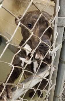 Pit Bull Terrier Dogs Available for Adoption - MARBLES (cc#7193) | PetCurious