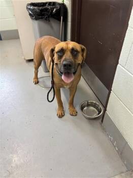 FALE -  Mastiff and Mixed Breed Dog for Adoption in Corpus Christi, Texas - FALE | PetCurious