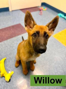 Willow - Located in Georgia -  Belgian Shepherd Malinois and German Shepherd Dog Dog for Adoption in Imlay City, Michigan - Willow - Located In Georgia | PetCurious