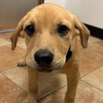FWT Pandora -  Mixed Breed Dog for Adoption in Midland, Texas - FWT Pandora | PetCurious