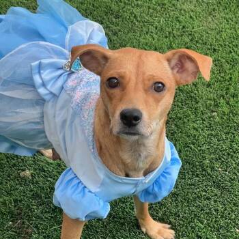Rescue Terrier and Chihuahua Dogs for Adoption in San Diego, California - Royal | PetCurious