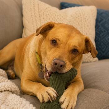 Pickles - Smart, Loves Cuddles, Great w/Dogs. Fostered in Hartfo -  Labrador Retriever Dog for Adoption in Houston, Texas - Pickles - Smart, Loves Cuddles, Great W/Dogs. Fostered In Hartfo | PetCurious