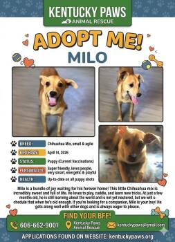 Milo -  Chihuahua and Chiweenie Dog for Adoption in Campton, Kentucky - Milo | PetCurious