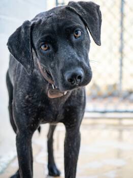 Archie -  Pointer Dog for Adoption in Globe, Arizona - Archie | PetCurious