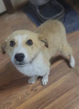 Mixed Breed Dogs Available for Adoption - Rose | PetCurious