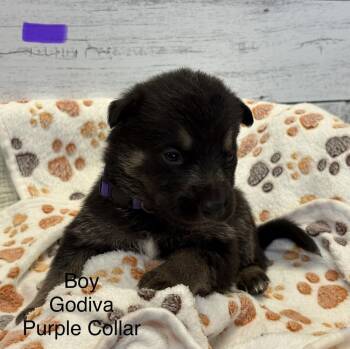 Rescue German Shepherd Dog Dogs for Adoption in Pleasant Hill, California - Godiva | PetCurious