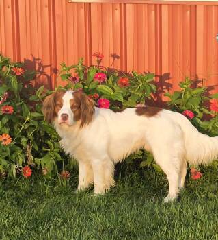 Thor -  Brittany Spaniel and English Springer Spaniel Dog for Adoption in Mclean, Illinois - Thor | PetCurious