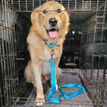 Kirby -  Golden Retriever Dog for Adoption in Waterville, Ohio - Kirby | PetCurious