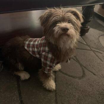 Rescue Terrier Dogs for Adoption in Las Vegas, Nevada - Yogi | PetCurious