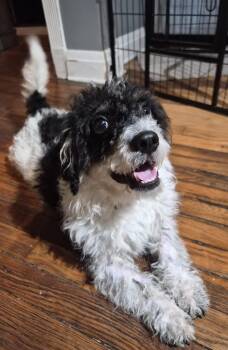 Milo -  Poodle Dog for Adoption in Memphis, Tennessee - Milo | PetCurious