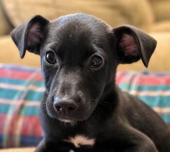 Buttons -  American Staffordshire Terrier and Labrador Retriever Dog for Adoption in Princeton, Massachusetts - Buttons | PetCurious