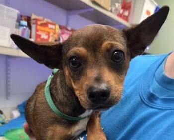 Chihuahua and Mixed Breed Dogs Available for Adoption - Helena | PetCurious