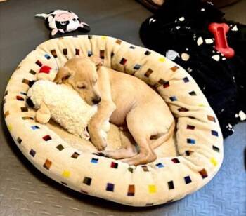 Chihuahua and Mixed Breed Dogs Available for Adoption in Hillsboro, Oregon - Sonic | PetCurious