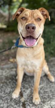Athena -  Mastiff and Yellow Labrador Retriever Dog for Adoption in Portland, Oregon - Athena | PetCurious