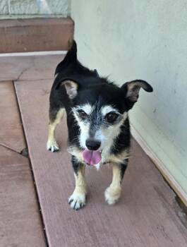 Rescue Terrier Dogs for Adoption in Tracy, California - Ty | PetCurious