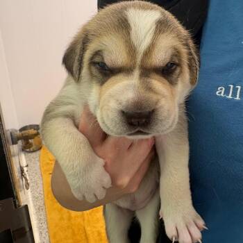 Lexa -  Shepherd and Mixed Breed Dog for Adoption in Clavet, Saskatchewan - Lexa | PetCurious