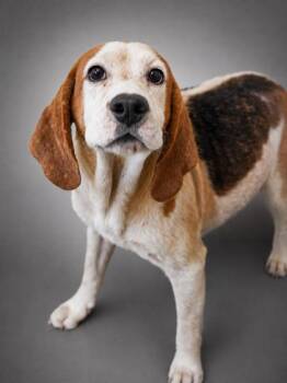 Adam -  Beagle and Mixed Breed Dog for Adoption in Bowling Green, Kentucky - Adam | PetCurious