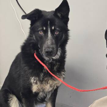 Shepherd Dogs Available for Adoption - Varro | PetCurious