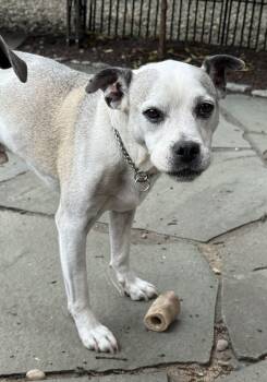 Gus the Adorable Pocket Boxer Mix. Adult Sweetheart. Turn Key -  Boxer and American Bulldog Dog for Adoption in Charlottesville, Virginia - Gus The Adorable Pocket Boxer Mix. Adult Sweetheart. Turn Key | PetCurious